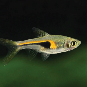 Hengeli Rasbora  小三角灯