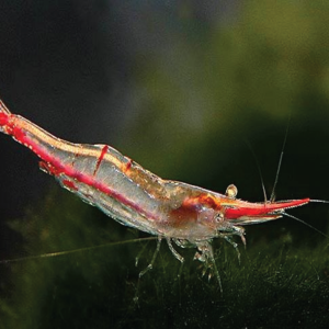 Pinocchio Red Nose Shrimp 红鼻戟虾