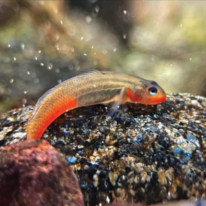 Red Lipstick Goby  红唇蝦虎