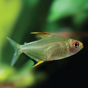 Lemon Tetra  柠檬灯