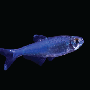 Cochu’s Blue Tetra  蓝刚果灯