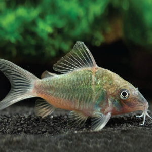 Green Hi Fin Corydoras  高鳍绿鼠