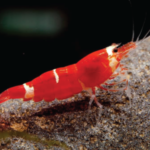 Caridina Shrimp - Super Red Santa 圣诞红水晶虾