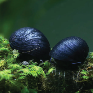 Military Helmet Snail  黑金刚螺