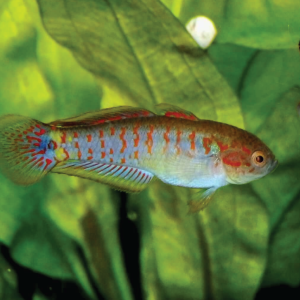 Peacock Gudgeon Goby  七彩塘鱧