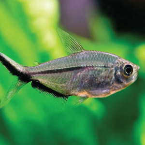 Costae Tetra  黑尾大勾旗