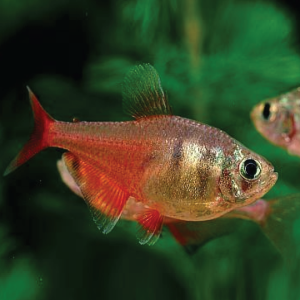 Golden Red Rio Tetra  黄金火焰旗