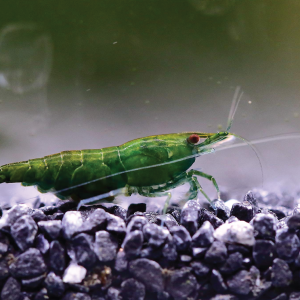 Neocaridina Shrimp - Green Jade 翡翠绿米虾