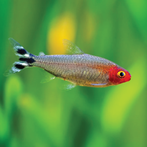 Platinum Rummy Nose  白金红鼻剪刀