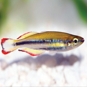 Madagascar Rainbow  马达加斯加彩虹