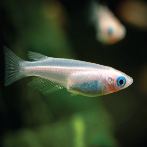 Platinum Rice Fish  白金稻田