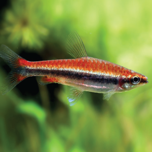 Red Beckford's Pencil  红肚铅笔