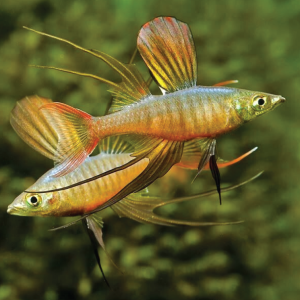 Threadfin Rainbow  燕子美人