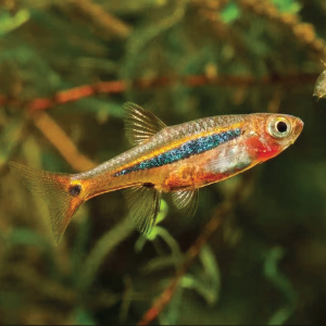 Least Rasbora  玫瑰小丑灯