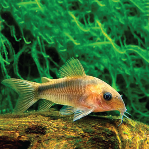 Rabauti Corydoras  红黑带鼠