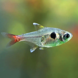 Yellow Phantom Tetra  黄衣梦幻旗