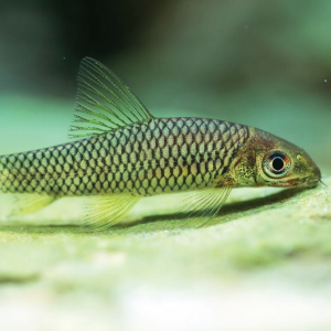 Silver Flying Fox  银狐