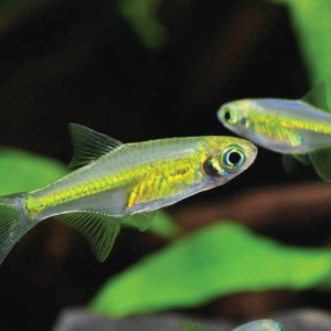 Kubotai Rasbora  绿精灵