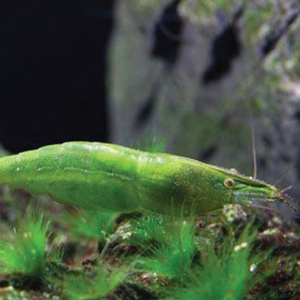 Neocaridina Shrimp - Green Crystal 绿晶米虾