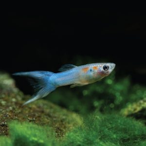 Royal Blue Endler Guppy 天空蓝帝王