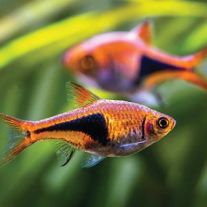 Harlequin Rasbora 大三角