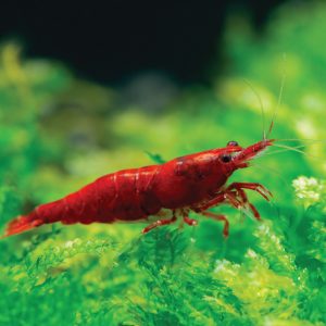Neocaridina Shrimp - Bloody Mary 血红玛丽米虾