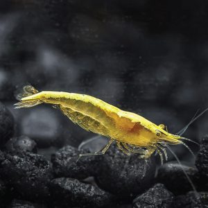 Neocaridina Shrimp - Golden Back Yellow 金背米虾