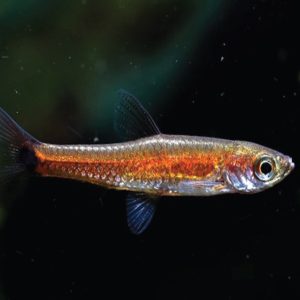 Rasbora Pectenocypris 密耙
