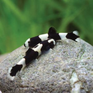 Panda Loach 熊猫爬岩鳅