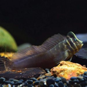 Top Hat Blenny 奧特曼青蛙
