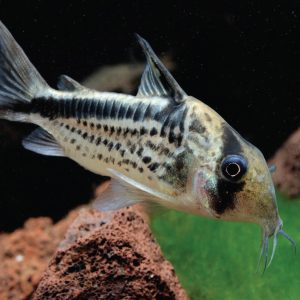 Dirty Bandit Corydoras 黑箭斜紋鼠