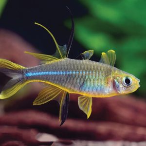 Celebes Rainbow 七彩霓虹