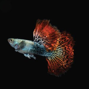 Red Dragon Guppy 红龙孔雀- MALE