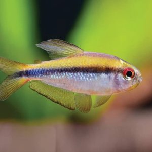 Hyphessobrycon Cyanotaenia Yellow 超级黄魔鬼