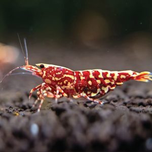 Shrimp - Galaxy Red 红银河水晶虾