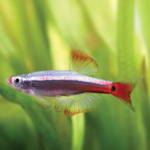 Long Fin White Cloud Mountain 长旗白云山