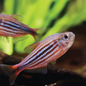 Zig Zag Tetra 艾瑪灯
