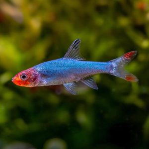 Sawbwa Rasbora 红头波