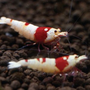 Crystal Shrimp - Pure Red Line 純血紅白水晶虾