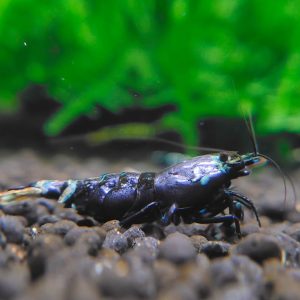 Crystal Shrimp - Purple King Kong 紫金刚水晶虾