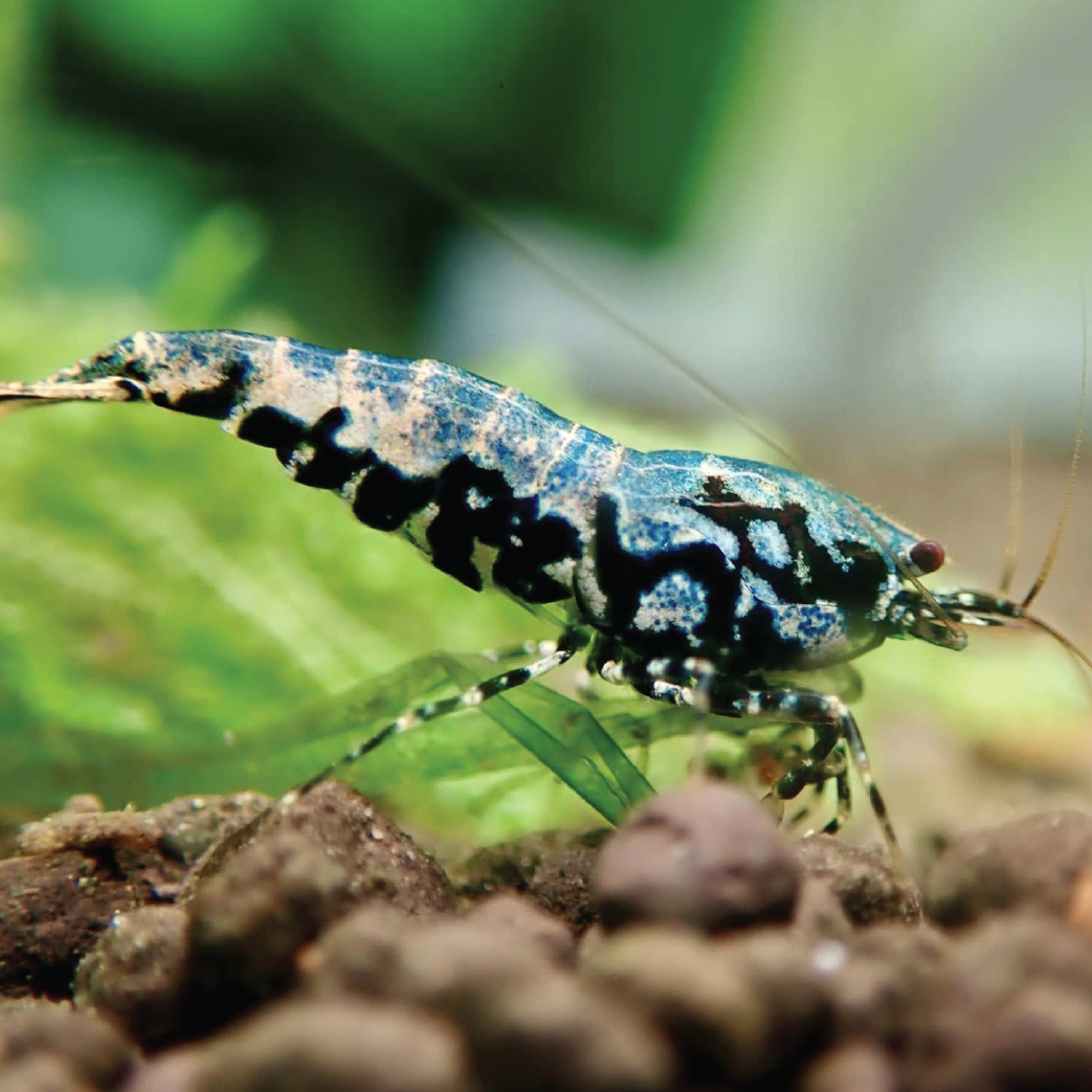 Crystal Shrimp - Boa 藍蟒水晶虾 (Cull Grade)