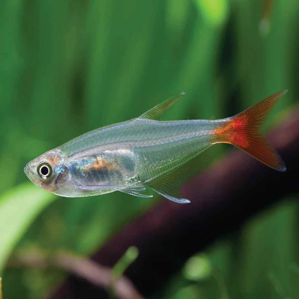 Argentine Blood Fin Tetra 红肚灯/血旗