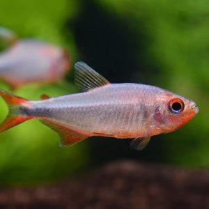 Hyphessobrycon Wadai 蓝钻红莓灯