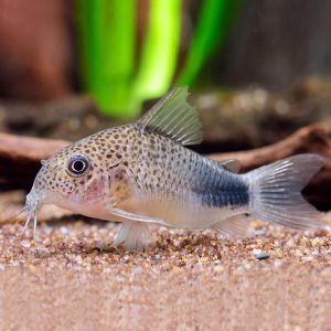 Similis Corydoras 蓝点鼠